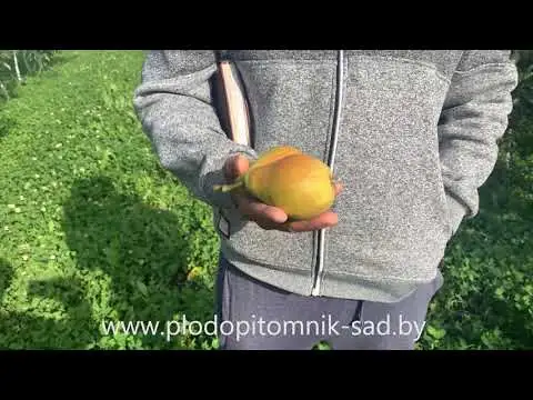 Превью видео