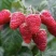 Малина МАРОСЕЙКА в Иваново