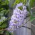 Глициния макростахия БЛЮ МУН в Иваново