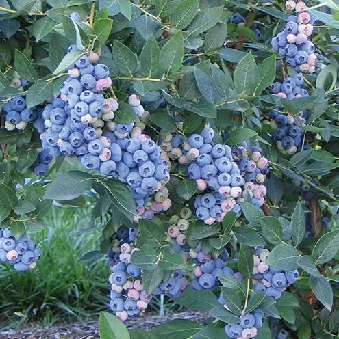 саженцы голубики