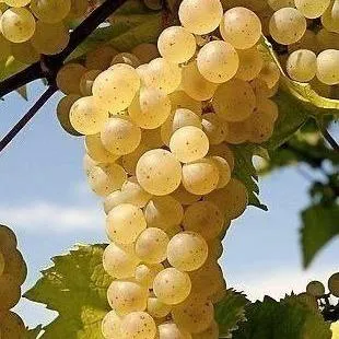 Неукрывные сорта   Неукрывные сорта  в Иваново