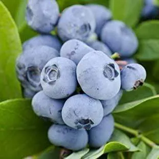 Ранние сорта в Иваново