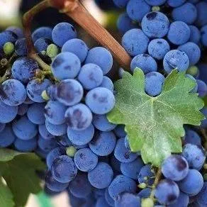 Винный   Винный  в Иваново