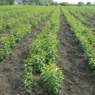 Подвой груши ДИКАЯ ГРУША в Иваново
