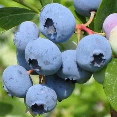 Поздние сорта в Иваново