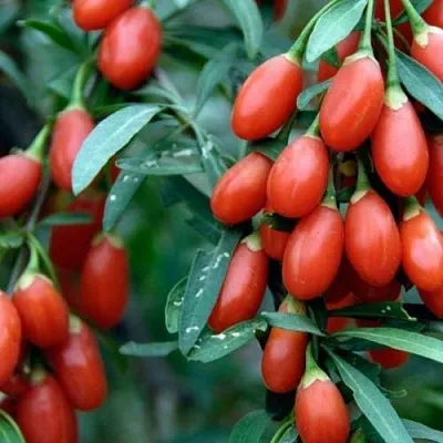 Годжи NEW BIG  Годжи NEW BIG в Иваново