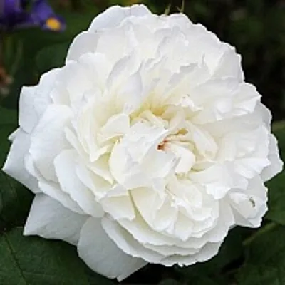 Саженцы роз ВИНЧЕСТЕР КАФЕДРАЛ английская  Саженцы роз ВИНЧЕСТЕР КАФЕДРАЛ английская в Иваново