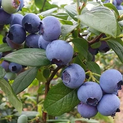 Голубика БЛЮГОЛД в Иваново