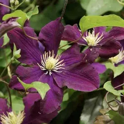 Клематис ГЕРОИ ВАРШАВЫ  Клематис ГЕРОИ ВАРШАВЫ в Иваново