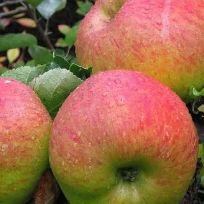 Яблоня ЯБЛОЧНЫЙ СПАС  Яблоня ЯБЛОЧНЫЙ СПАС в Иваново