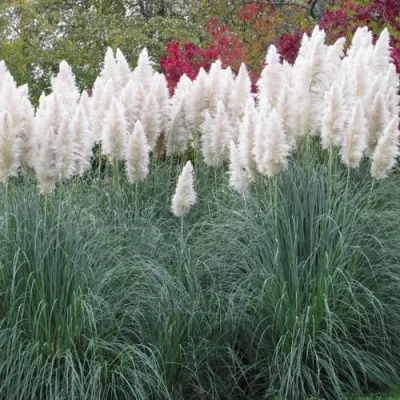 Кортадерия белая (пампасная трава) в Иваново