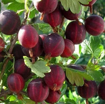 Крыжовник ХИННОМАКИ РОТ  Крыжовник ХИННОМАКИ РОТ в Иваново