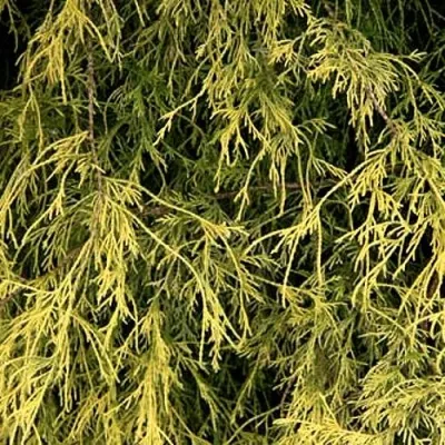 Кипарисовик ФИЛИФЕРА АУРЕА горохоплодный — описание сорта Кипарисовик ФИЛИФЕРА АУРЕА горохоплодный в Иваново