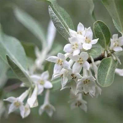 ЛОХ СЕРЕБРИСТЫЙ  ЛОХ СЕРЕБРИСТЫЙ в Иваново
