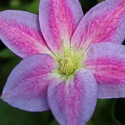 Клематис ЧЕЙНДЖ ОФ ХАРТ  Клематис ЧЕЙНДЖ ОФ ХАРТ в Иваново