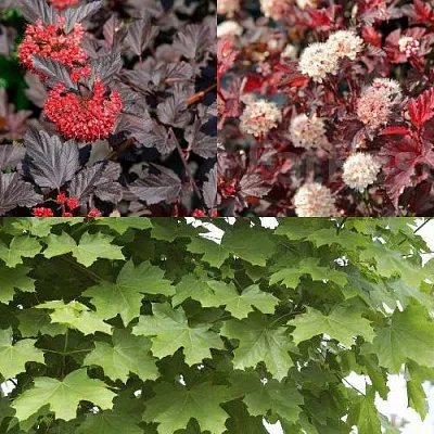 Комплект ОСЕННИЙ КОСТЕР в Иваново