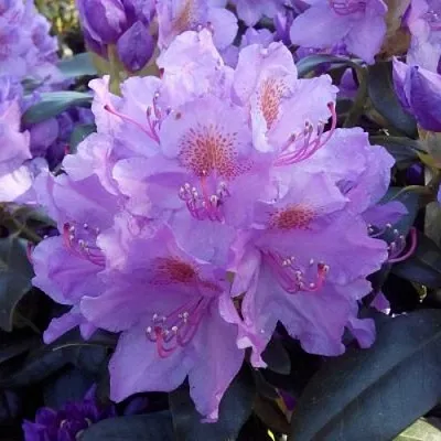 Рододендрон в Иваново