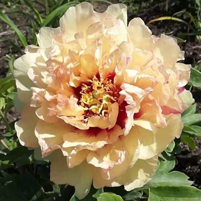 Пион КЕНАРИ БРИЛЛИАНТС ито-гибрид  Пион КЕНАРИ БРИЛЛИАНТС ито-гибрид в Иваново