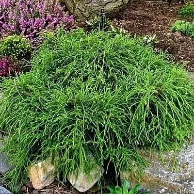 Кипарисовик ФИЛИФЕРА НАНА горохоплодный в Иваново