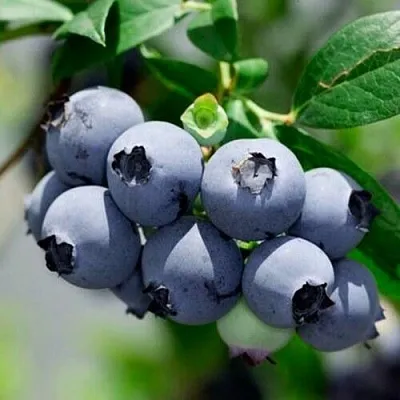 Голубика СИЕРРА в Иваново