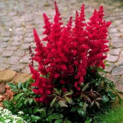 Астильба ГЛАТ Арендса в Иваново