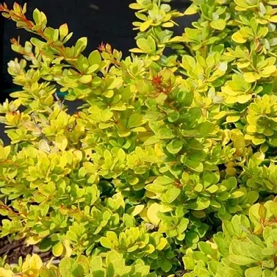 Барбарис СЕНСЕЙШЕН тунберга  Барбарис СЕНСЕЙШЕН тунберга в Иваново