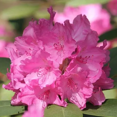 Рододендрон ЛУМИНА  Рододендрон ЛУМИНА в Иваново