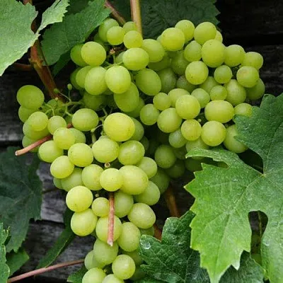 Виноград АЛЕШЕНЬКИН  Виноград АЛЕШЕНЬКИН в Иваново