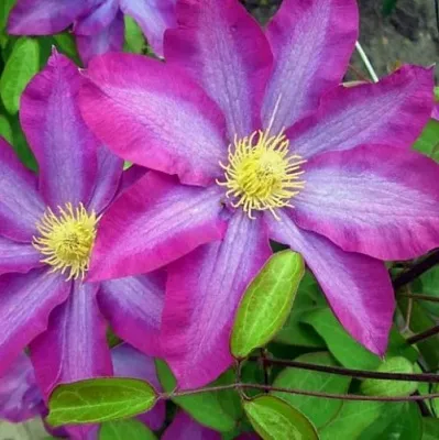 Клематис КАКИО  Клематис КАКИО в Иваново