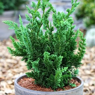 Кипарисовик ВИСЕЛЛИ лавсона в Иваново