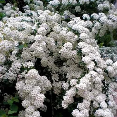 Спирея ВАНГУТТА  Спирея ВАНГУТТА в Иваново