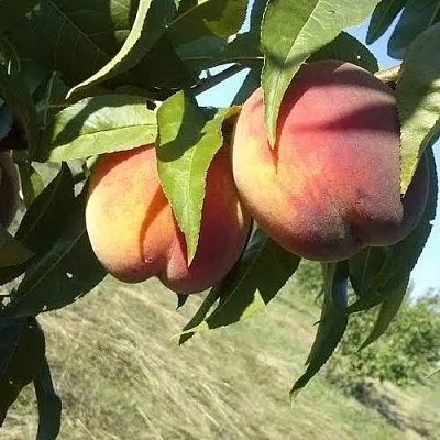 Персик СОФГАФЕН в Иваново