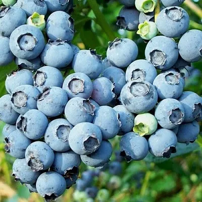 Голубика ПУРУ в Иваново