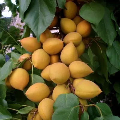 Абрикос МАНИТОБА — описание сорта Абрикос МАНИТОБА в Иваново