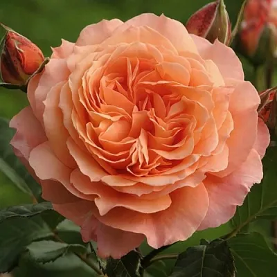 Саженцы роз БЕЛЬВЕДЕР шраб  Саженцы роз БЕЛЬВЕДЕР шраб в Иваново