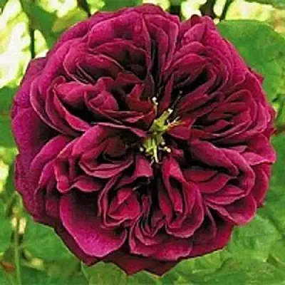 Саженцы роз ЗЕ ПРИНЦ английская  Саженцы роз ЗЕ ПРИНЦ английская в Иваново