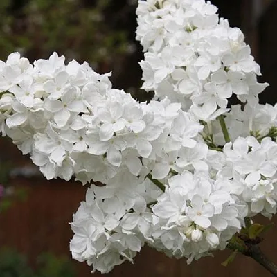 Сирень ФЛОРА  Сирень ФЛОРА в Иваново