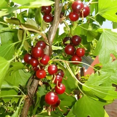 Смородина золотистая ВИШНЕВАЯ в Иваново