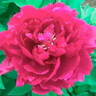 Пион ОСТРОВНОЙ МИНИСТР древовидный  Пион ОСТРОВНОЙ МИНИСТР древовидный в Иваново