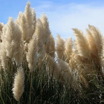 Кортадерия белая (пампасная трава) в Иваново