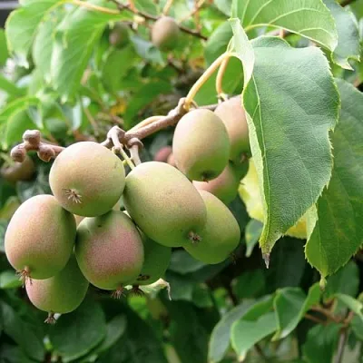 Актинидия ЛЮСИ аргута  в Иваново