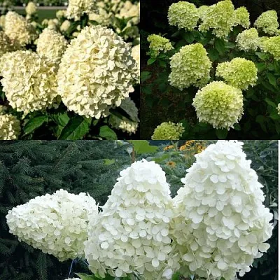 Комплект НЕЖНЫЙ КАПУЧИНО в Иваново