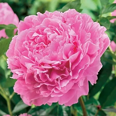 Пион МИСС ЭКХАРТ травянистый  Пион МИСС ЭКХАРТ травянистый в Иваново