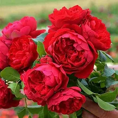 Саженцы роз ФЛОРЕНТИНА плетистая  Саженцы роз ФЛОРЕНТИНА плетистая в Иваново