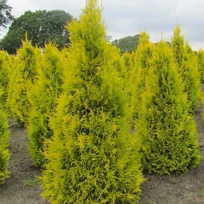 Туя САНКИСТ западная  Туя САНКИСТ западная в Иваново