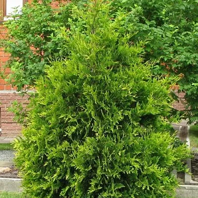 Туя АНЯ (АНИЕ) западная  Туя АНЯ (АНИЕ) западная в Иваново