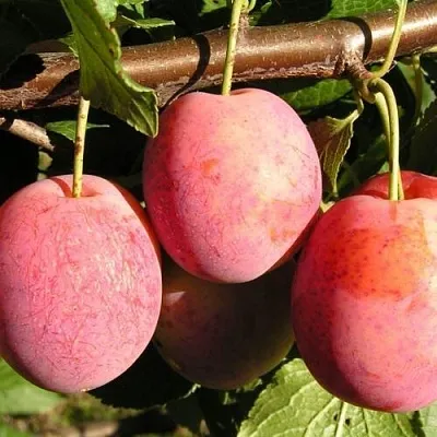 Слива ВИКТОРИЯ  Слива ВИКТОРИЯ в Иваново