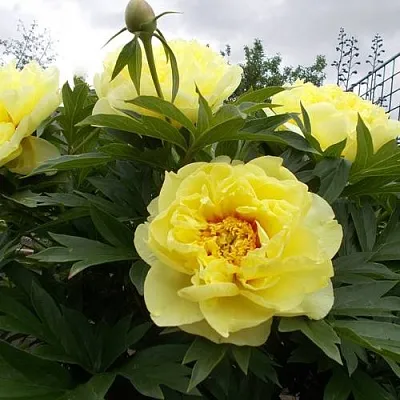 Пион БАРЦЕЛЛА ито-гибрид  Пион БАРЦЕЛЛА ито-гибрид в Иваново