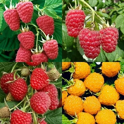 Комплект МАЛИНОВОЕ АССОРТИ в Иваново