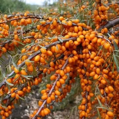 Облепиха ПЕРЧИК  Облепиха ПЕРЧИК в Иваново